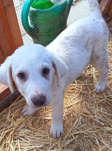 Jeges sucht ein Körbchen