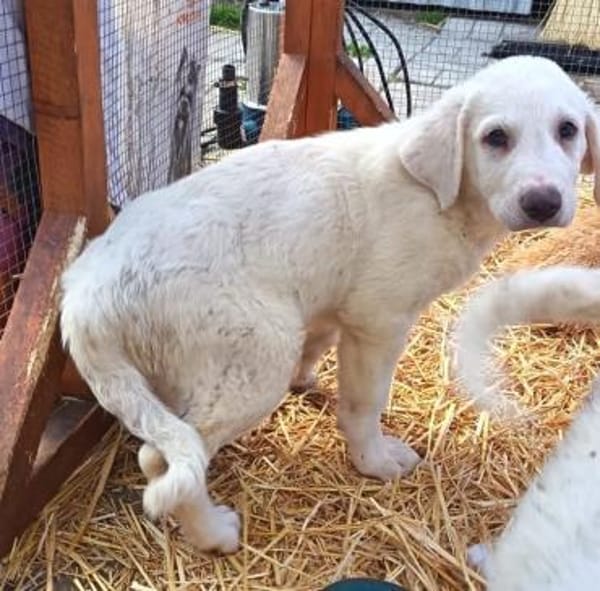 Jeges sucht ein Körbchen