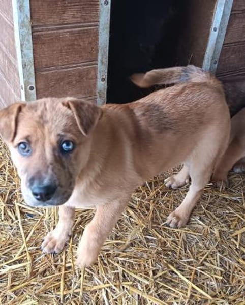 Aletta wurde im Tierheim geboren