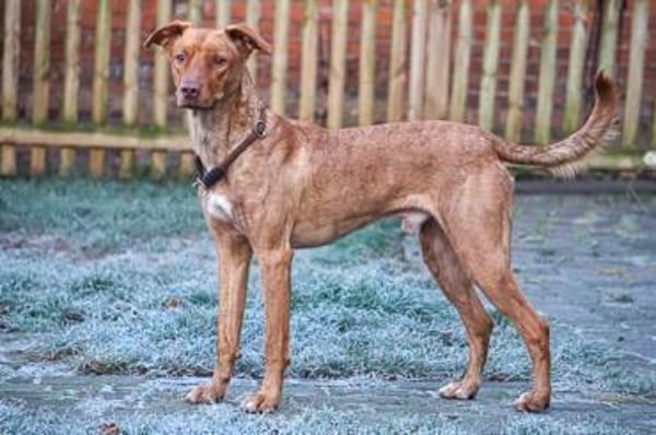 PUCKY-ANMUTIGER LEBENSBEGLEITER