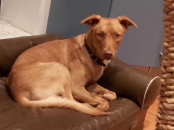 PUCKY-ANMUTIGER LEBENSBEGLEITER