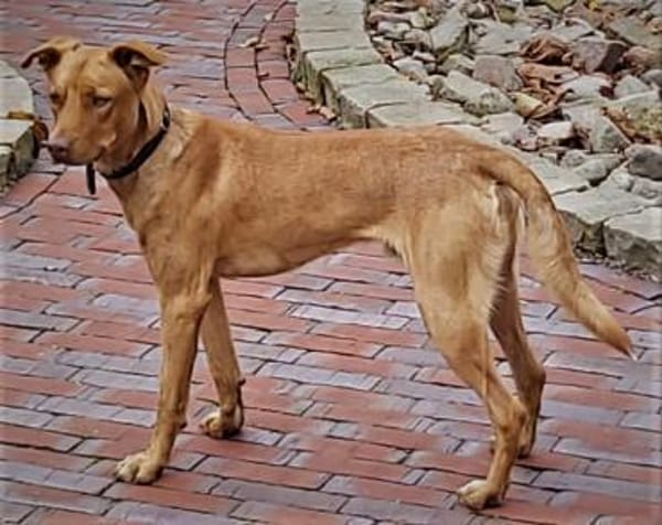 PUCKY-ANMUTIGER LEBENSBEGLEITER