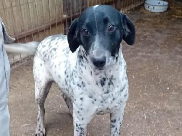 Pötyi, ein Senior sucht Liebe