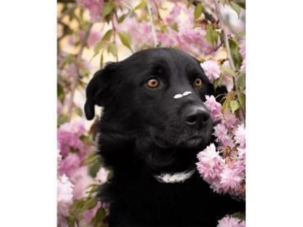 Hades - wartet in 96484 Meeder