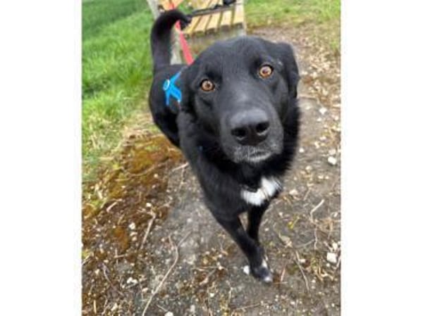 Hades - wartet in 96484 Meeder