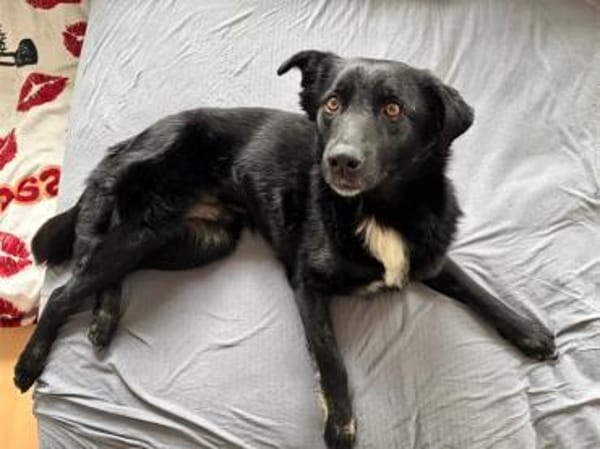 Hades - wartet in 96484 Meeder