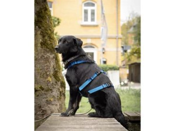 Hades - wartet in 96484 Meeder