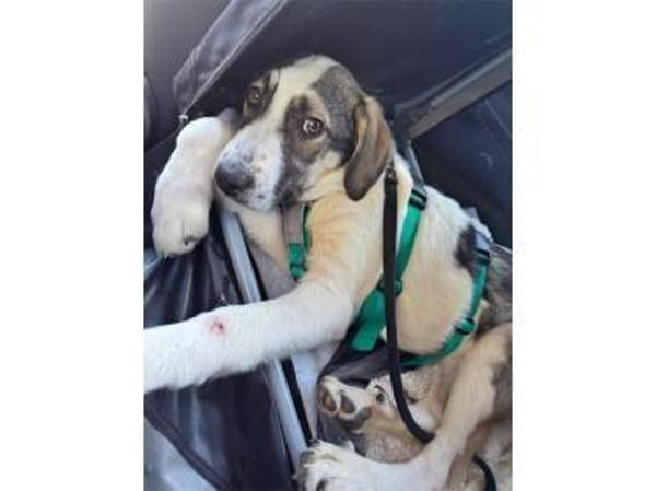 Mateo - wartet in 75365 Calw