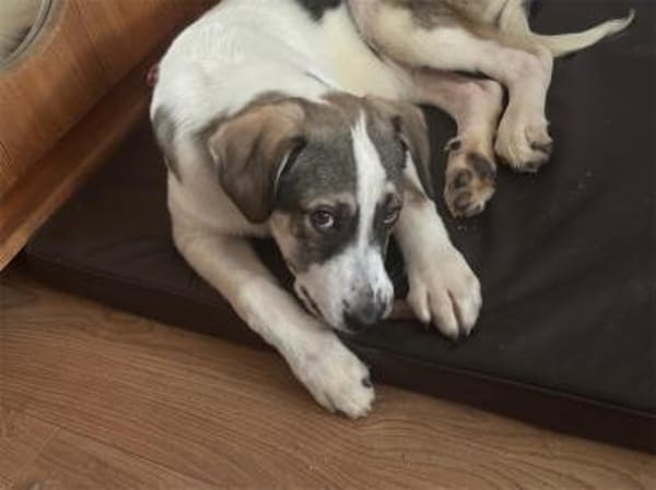 Mateo - wartet in 75365 Calw