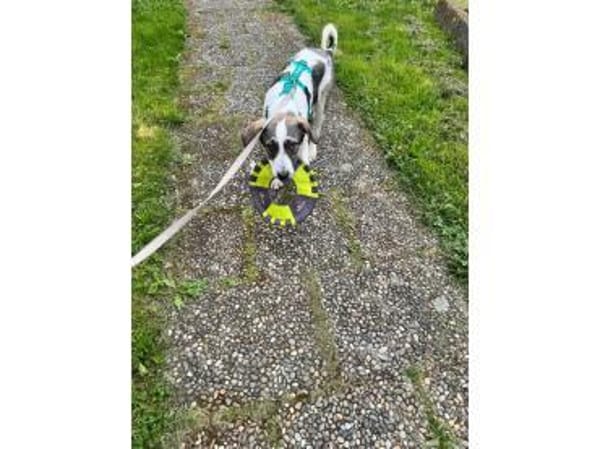 Mateo - wartet in 75365 Calw