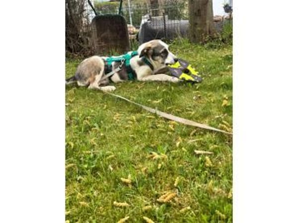 Mateo - wartet in 75365 Calw