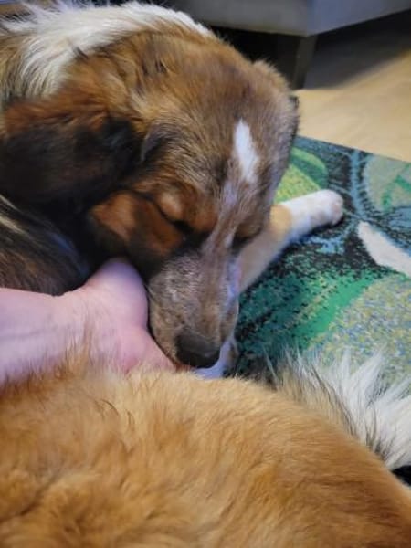 BEAN 💚💚💚 sucht Happy-Home