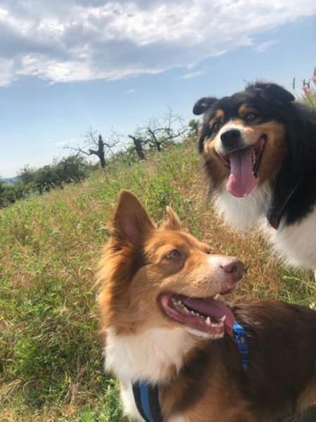 DALI -  SOS - süßer kleiner Knopf