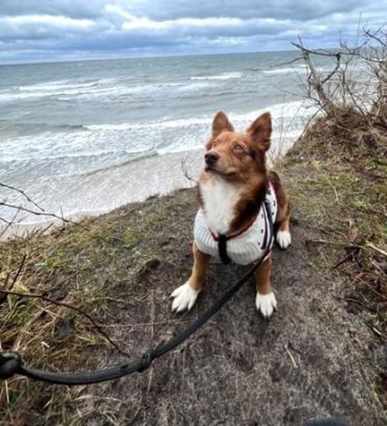 DALI -  SOS - süßer kleiner Knopf