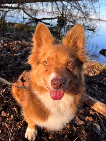 DALI -  SOS - süßer kleiner Knopf