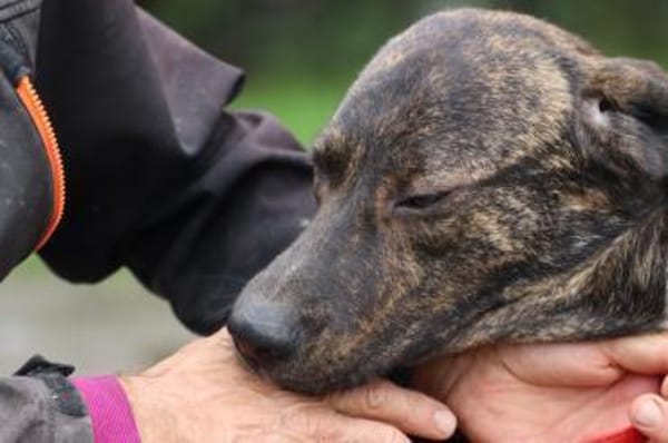 Miguel - sanfter, zutraulicher Rüde