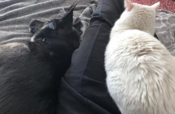 Mai - Marienkäferchen