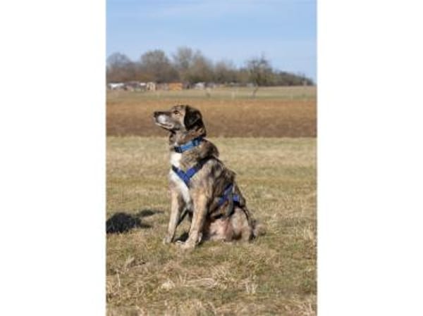 Loumes - wartet in 97714 Oerlenbach