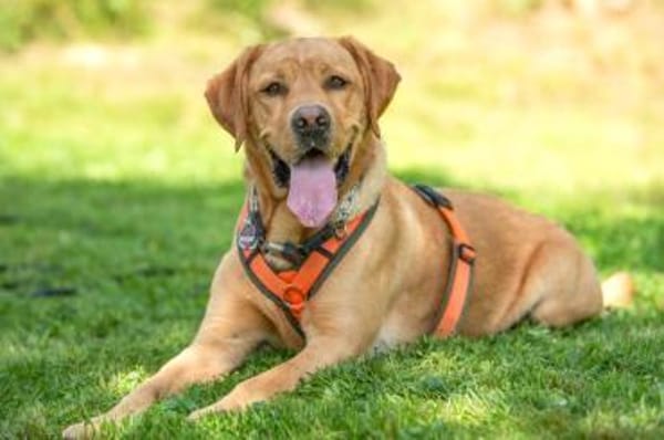 MR. SAM braucht klare Führung