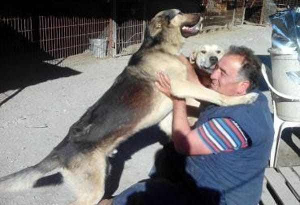 Das Leid unserer Hunde in der Türkei !