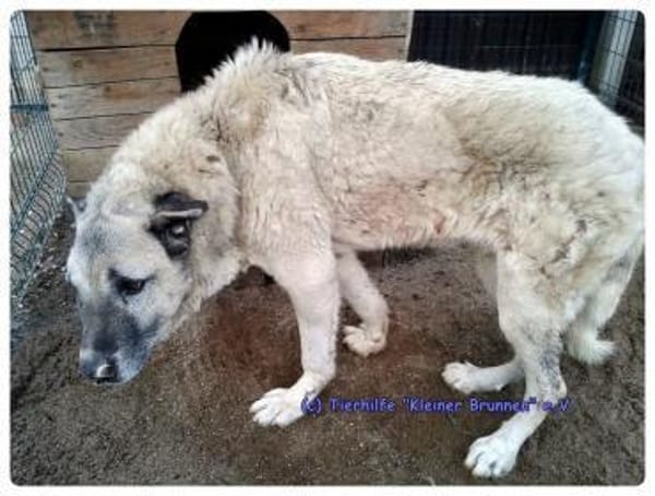 Das Leid unserer Hunde in der Türkei !