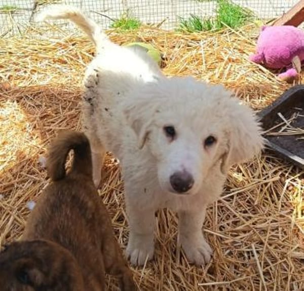 Felhö sucht seine Familie