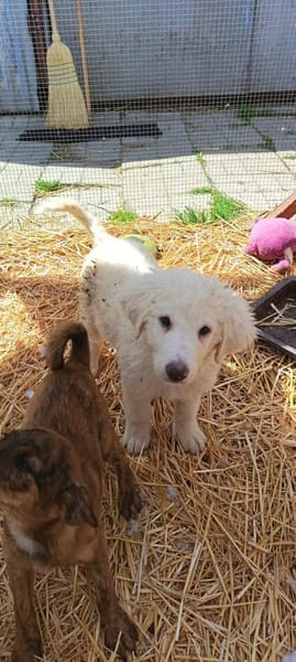 Felhö sucht seine Familie