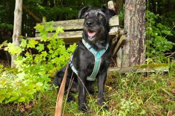 FELICITI, unser schlaues Schnauzer Mädel