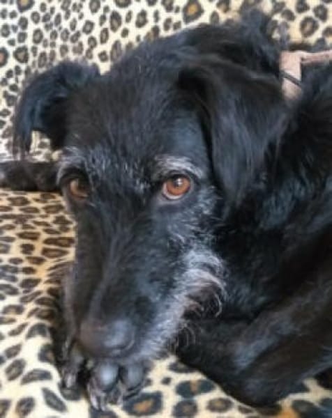 FELICITI, unser schlaues Schnauzer Mädel