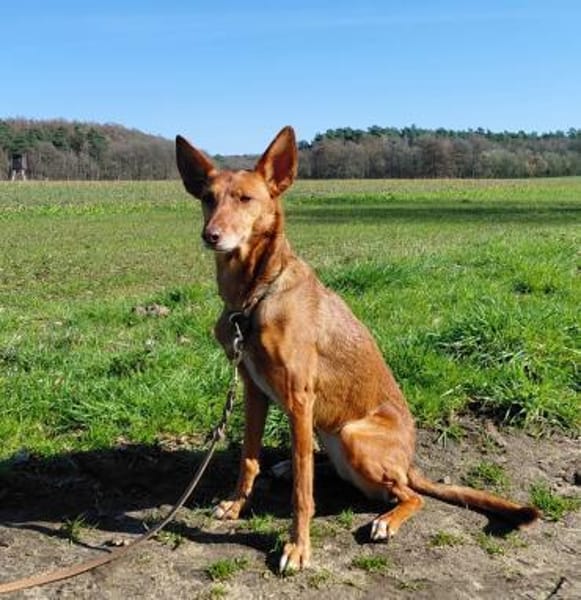 ZORA unser Blumenmädchen