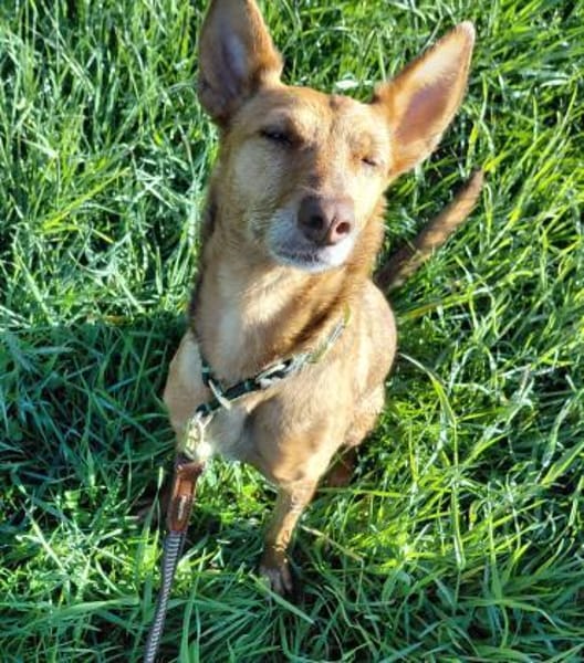 ZORA unser Blumenmädchen