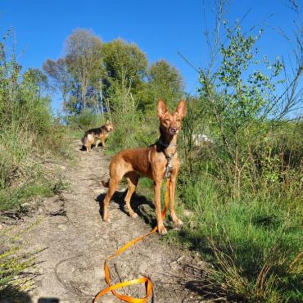 ZORA unser Blumenmädchen