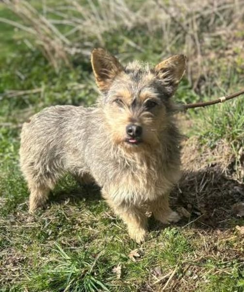 SUNNY - Hündin - ca. 2023 - ca. 28 cm