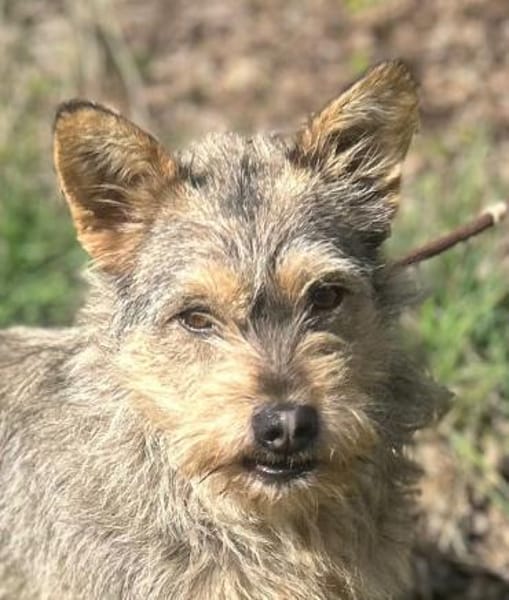 SUNNY - Hündin - ca. 2023 - ca. 28 cm