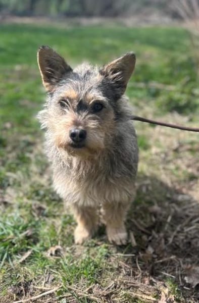 SUNNY - Hündin - ca. 2023 - ca. 28 cm