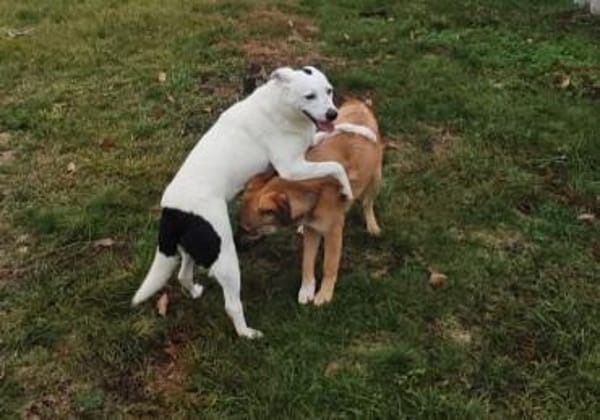 Nina ist freundlich und aktiv