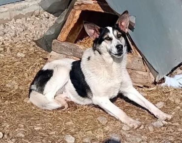 DONNA - liebevolle Hündin......