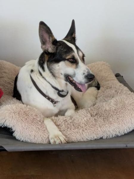 DONNA - liebevolle Hündin......