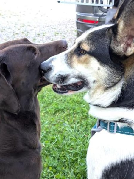 DONNA - liebevolle Hündin......