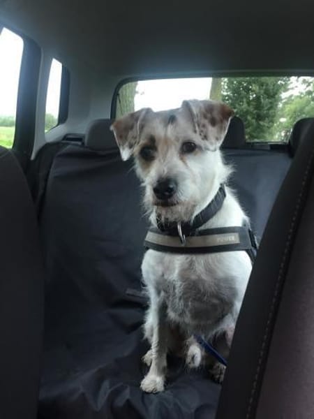 G I N O - sucht Terrier-Kenner......