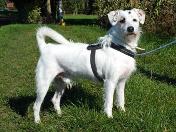 G I N O - sucht Terrier-Kenner......