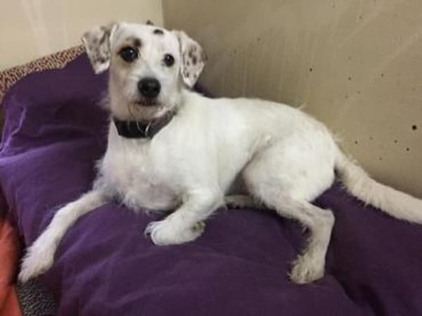 G I N O - sucht Terrier-Kenner......