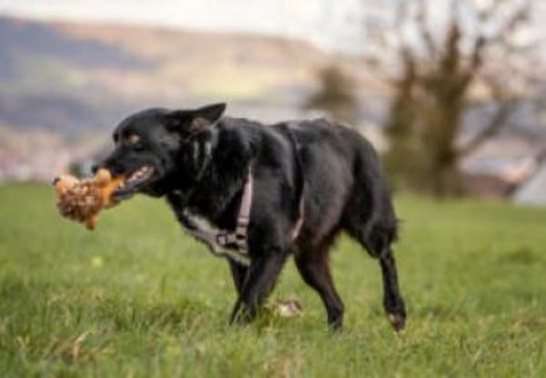 MOBBY, lieber und kluger Hundebub