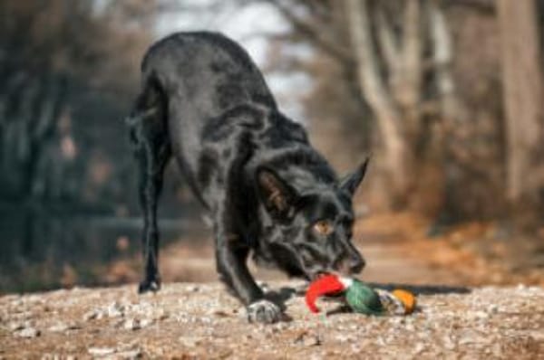 MOBBY, lieber und kluger Hundebub