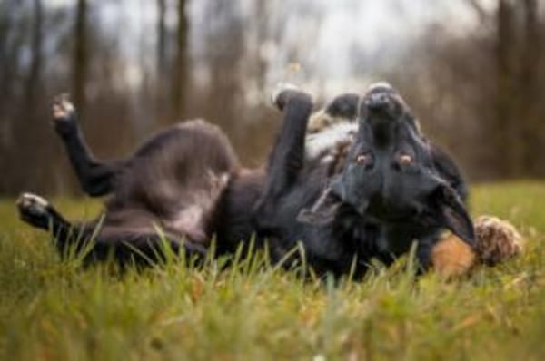 MOBBY, lieber und kluger Hundebub