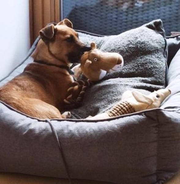 kleine süße Katinka auf PS in 91353