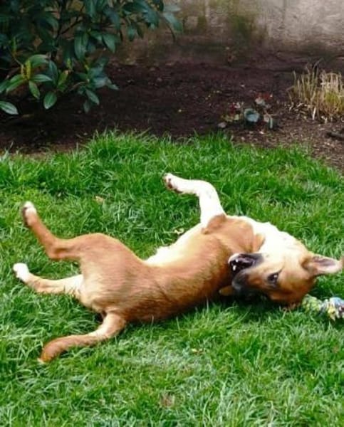 kleine süße Katinka auf PS in 91353