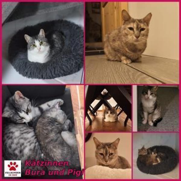 Bura und Pigi gemeinsam