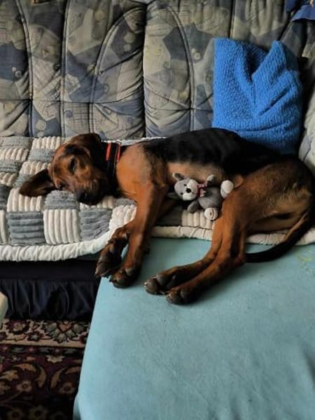 Noah / Mailo Bracke Mischling Rüde