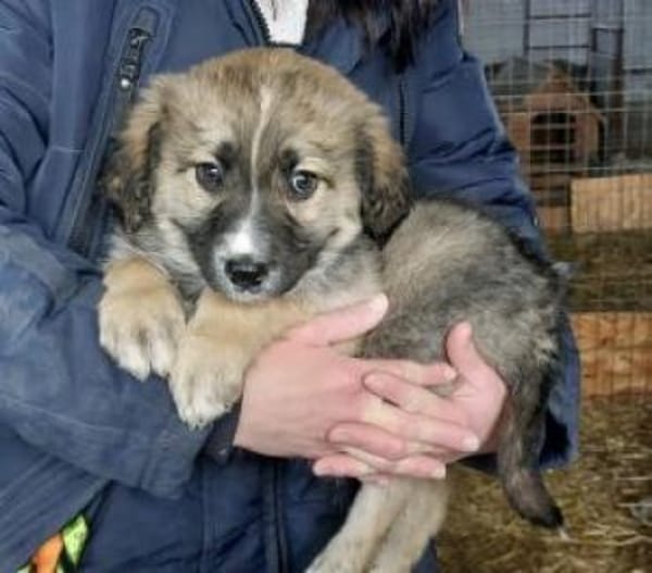 Nico 44 cm (Apr 26) Pflegestelle